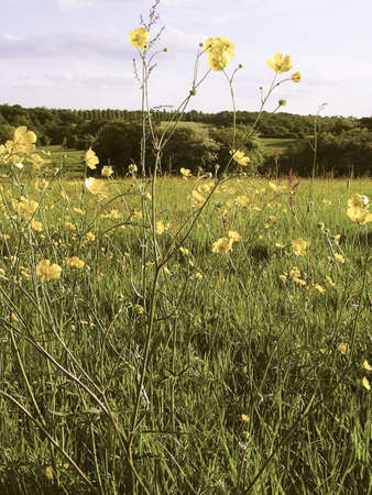 buttercups wild flowers growing trent park country park enfield north greater londonの写真素材