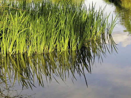 london enfield trent park country park the water gardenの写真素材