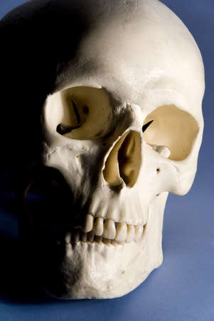 model of human skeleton in laboratory used for teaching