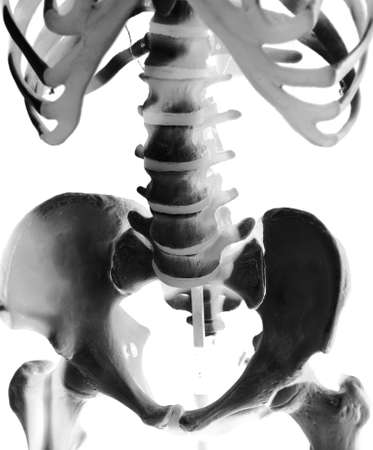 model of human skeleton in laboratory used for teachingの写真素材