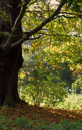 autumn woodlandの写真素材