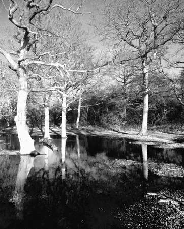 flooded woodland the ridgeway path whiteleaf hill the chilterns buckinghamshire england ukの写真素材