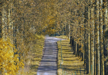 Umbersladean avenue of poplar trees road laneの写真素材