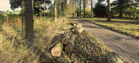 Umbersladean avenue of poplar trees road laneの写真素材