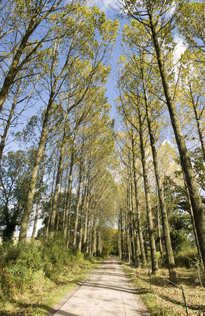 Umbersladean avenue of poplar trees road laneの写真素材