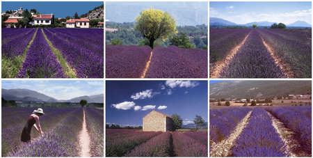 france provence drome LAVENDER fields plateau de valensole region provence alpes du de haute provence の写真素材