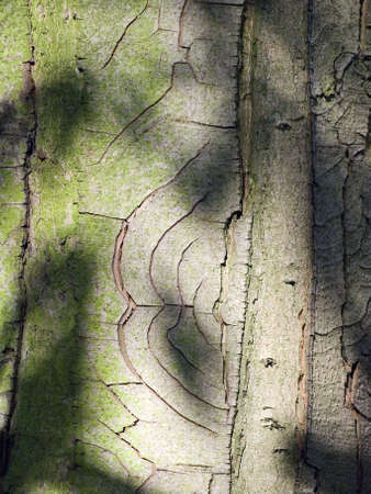 patterns on bark of treeの写真素材