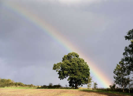 rainbow over tree and landscapeの写真素材
