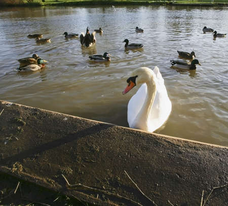 river avon warwick warwickshire england uk の写真素材