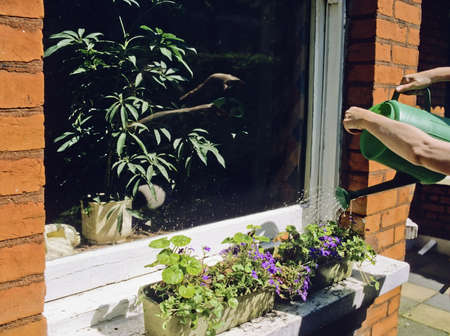 watering plants watering can baskets on window sillの写真素材