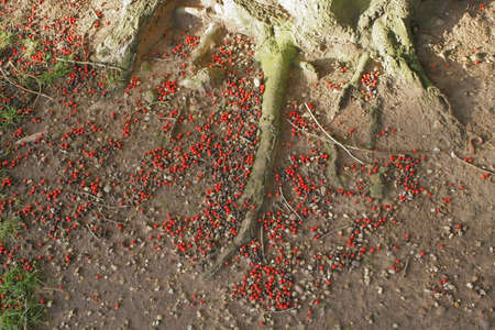 holly tree with berriesの写真素材