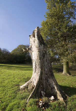 A dead stunted tree in the  churchyard at Beoley church Worcestershire UK.の写真素材