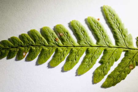 Close up of a fern leaf.