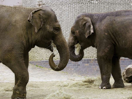 London zoo in Regents park London England UK.の写真素材