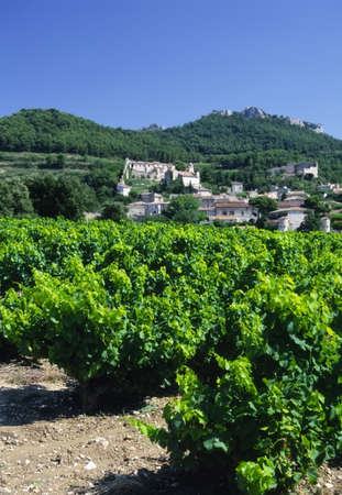 Grapes growing in cote du rhone vineyards in vaucluse provence south of france.の写真素材