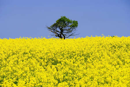 A field of oil seed rape