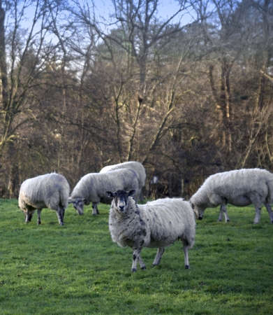 A flock of sheep in the countryside.の写真素材
