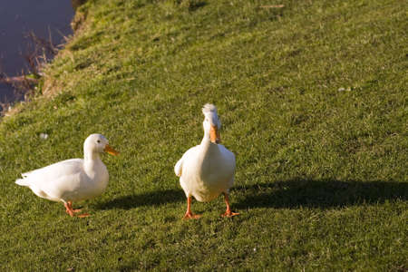 White ducks walking on a green grass field.