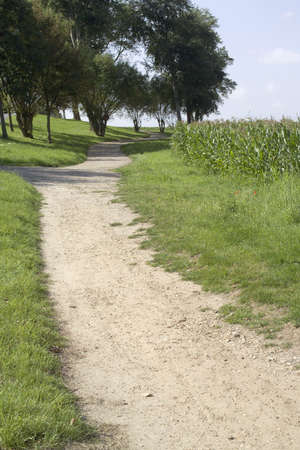 Crops on farmland in the countryside in a rural setting.