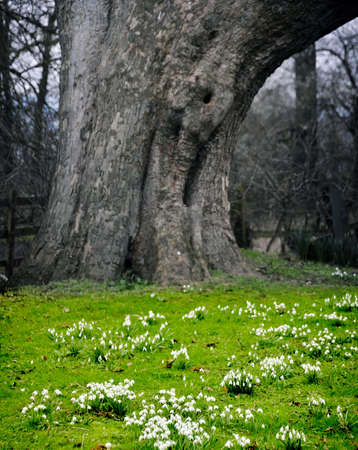 st leonards church beoley worcestershire with snowdrops in winter flower.の写真素材