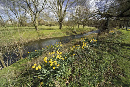 Yellow daffodil wild flowers growing wild in the countryside.の写真素材
