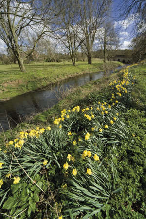 Yellow daffodil wild flowers growing wild in the countryside.の写真素材