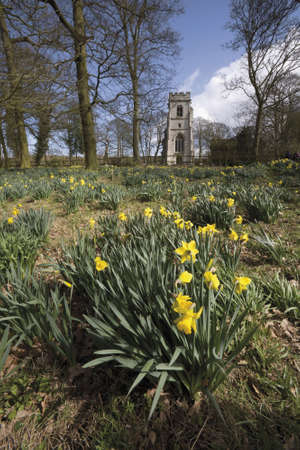 Yellow daffodil wild flowers growing wild in the countryside.の写真素材