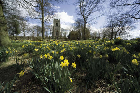 Yellow daffodil wild flowers growing wild in the countryside.の写真素材