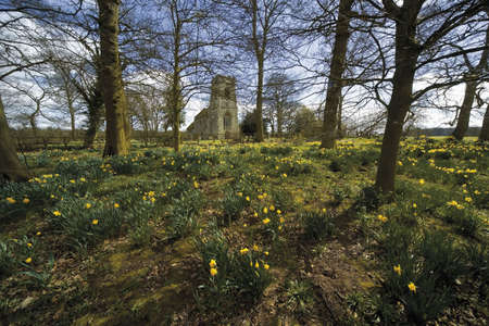 Yellow daffodil wild flowers growing wild in the countryside.の写真素材