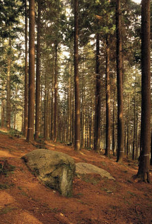 gwydyr forest snowdonia walesの写真素材