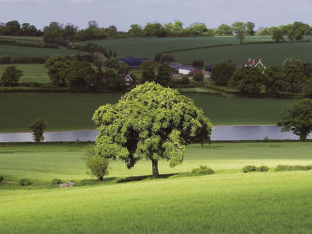 Hertfordshire Village farmland Tree lake lily Bottom Winkwell Nr. Luton Home Counties Englandの写真素材