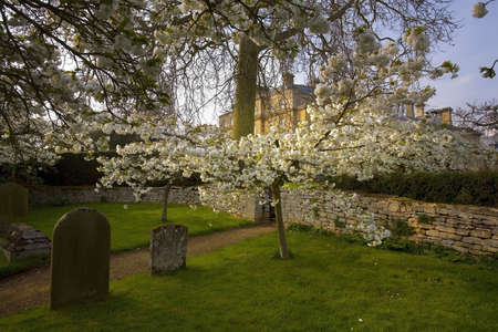 Trees in blossom at overbury court worcestershire.の写真素材