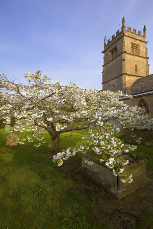 Trees in blossom at overbury church worcestershire.の写真素材