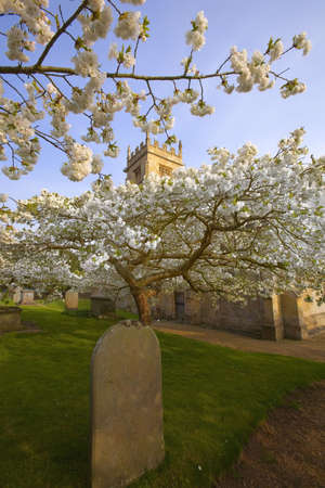 Trees in blossom at overbury church worcestershire.の写真素材