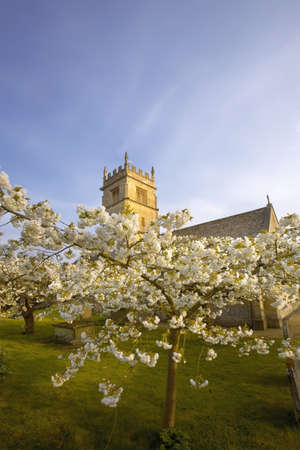 Trees in blossom at overbury church worcestershire.の写真素材