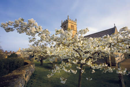 Trees in blossom at overbury church worcestershire.の写真素材