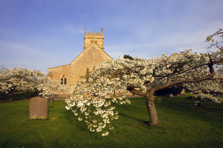 Trees in blossom at overbury church worcestershire.の写真素材