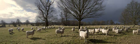A herd of sheep, animals on farm illustrating farming, agriculture, wool, livestock and animals.の写真素材