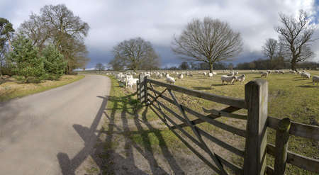 A herd of sheep, animals on farm illustrating farming, agriculture, wool, livestock and animals.の写真素材
