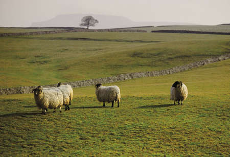 A view of sheep illustrating - animal farm farming agriculture wool livestock animal.