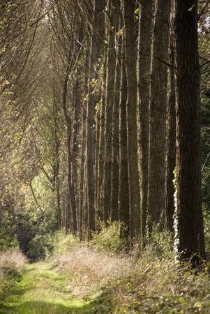 Umberslade, warickshire,an avenue of poplar trees road laneの写真素材