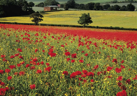 Field of Poppies Farmland Hertfordshire Home Counties Englandの写真素材