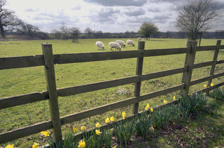 Yellow daffodil wild flowers growing wild in the countryside.の写真素材