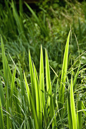 Colourful green reeds in a cottage garden