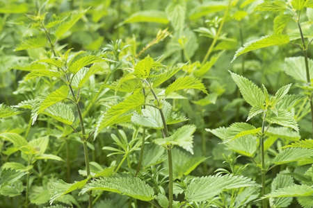 stinging nettles in countryside