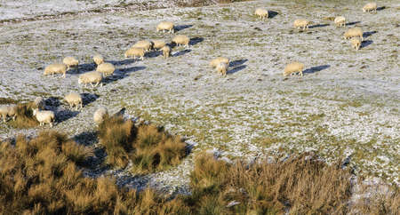 sheep in winter in frost covered fieldの写真素材
