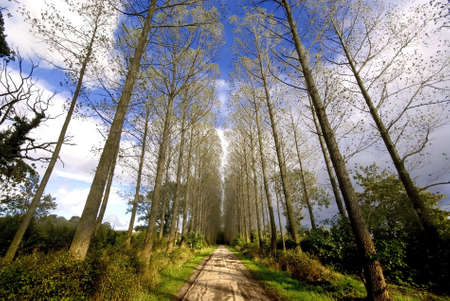 Umbersladean avenue of poplar trees road laneの写真素材