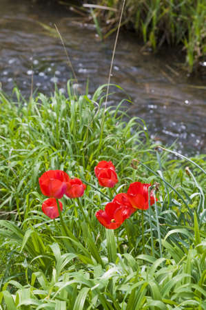 red tulips in cottage gardenの写真素材