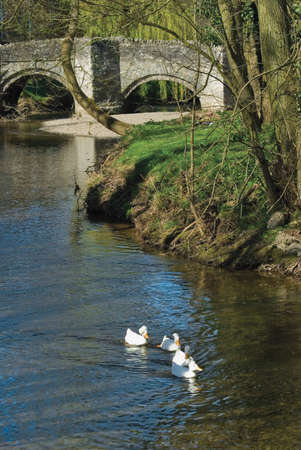 ducks on the river clun clun shropshire england ukの写真素材
