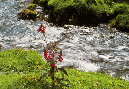 wales gwynedd snowdonia national park afon dwyfor cwm pennant foxgloveの写真素材